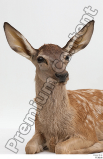 Doe  1 head neck 0001.jpg